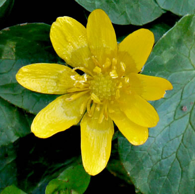 image of Ficaria verna ssp. calthifolia, Fig Buttercup, Lesser Celandine, Pilewort