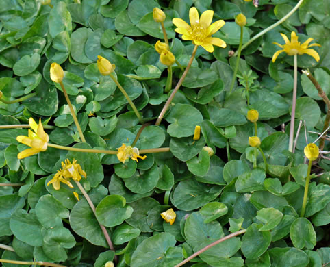 image of Ficaria verna ssp. calthifolia, Fig Buttercup, Lesser Celandine, Pilewort