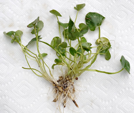 image of Ficaria verna ssp. calthifolia, Fig Buttercup, Lesser Celandine, Pilewort