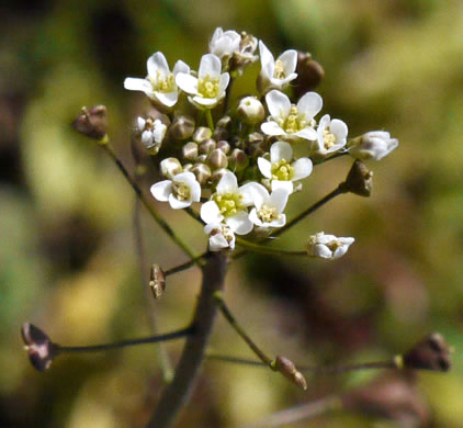 image of Capsella bursa-pastoris, Common Shepherd's Purse