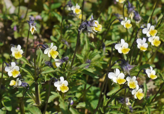 image of Viola arvensis, European Field Pansy