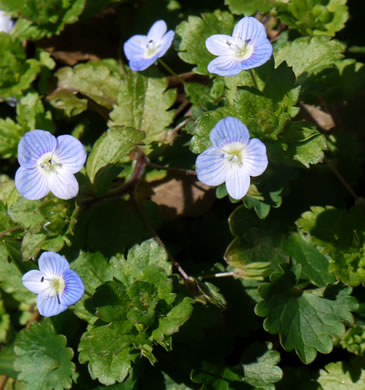 image of Veronica persica, Bird's-eye Speedwell