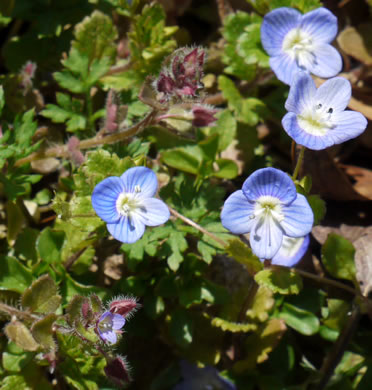 image of Veronica persica, Bird's-eye Speedwell