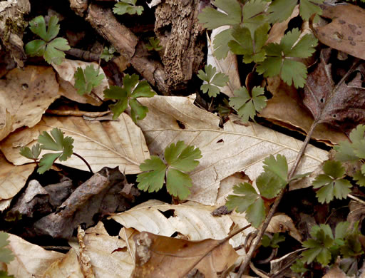 image of Anemone quinquefolia, Wood Anemone