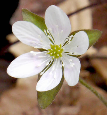 image of Hepatica acutiloba, Sharp-lobed Hepatica, Sharp-lobed Liverleaf