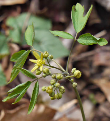 image of Caulophyllum thalictroides, Common Blue Cohosh, Papooseroot, Green Vivian