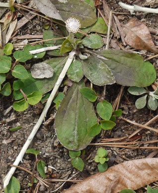 image of Antennaria solitaria, Solitary Pussytoes, Southern Singlehead Pussytoes