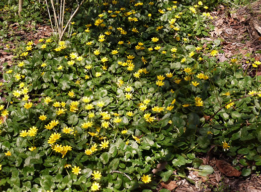 image of Ficaria verna ssp. ficariiformis, Fig Buttercup, Lesser Celandine, Pilewort