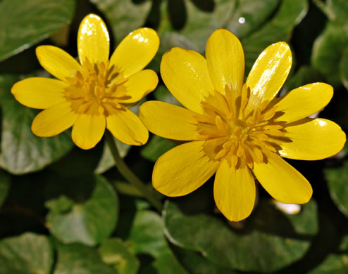 image of Ficaria verna ssp. ficariiformis, Fig Buttercup, Lesser Celandine, Pilewort