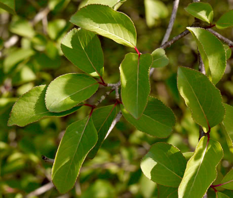 image of Viburnum prunifolium, Blackhaw, Nannyberry