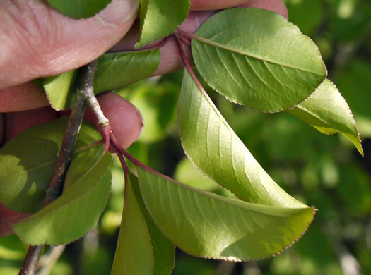 image of Viburnum prunifolium, Blackhaw, Nannyberry