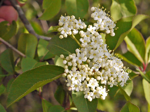 image of Viburnum prunifolium, Blackhaw, Nannyberry