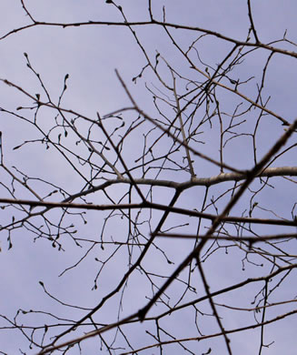 image of Morus rubra, Red Mulberry