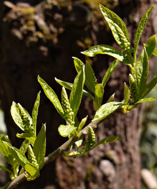 image of Pyrularia pubera, Buffalo-nut, Oil-nut