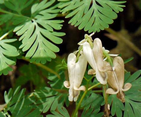 image of Dicentra canadensis, Squirrel Corn