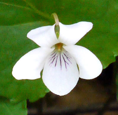 image of Viola blanda, Sweet White Violet