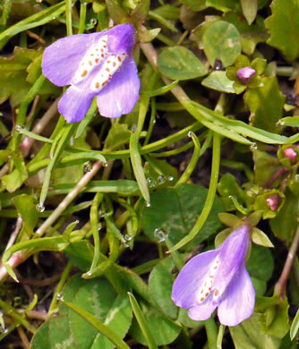 image of Mazus miquelii, Creeping Mazus, Miquel's Mazus