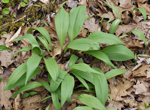 image of Allium tricoccum, Red Ramps, Rampscallions, Wild Leek