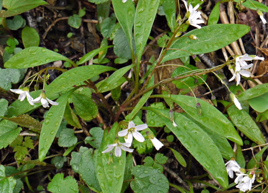 image of Claytonia caroliniana, Carolina Spring-beauty