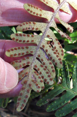 image of Pleopeltis michauxiana, Resurrection Fern, Scaly Polypody