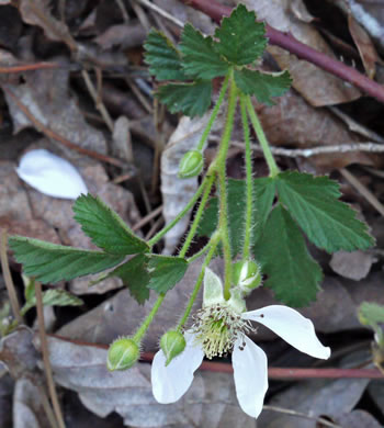 image of Rubus flagellaris, Common Dewberry, Northern Dewberry