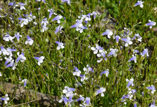 image of Lindernia monticola, Flatrock Pimpernel, Riverbank Pimpernel, False Pimpernel, Piedmont Pimpernel