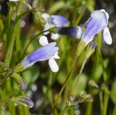 image of Lindernia monticola, Flatrock Pimpernel, Riverbank Pimpernel, False Pimpernel, Piedmont Pimpernel