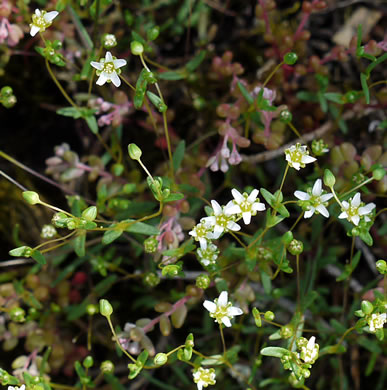 image of Geocarpon uniflorum, Piedmont Sandwort, One-flower Sandwort