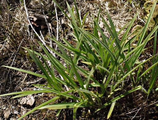 image of Tradescantia hirsuticaulis, Hairy Spiderwort