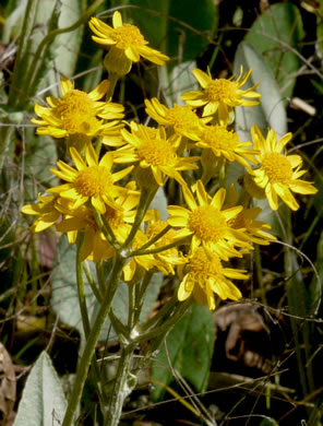 image of Packera dubia, Woolly Ragwort, Woolly Groundsel, Woolly Goldenwort