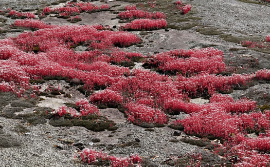 image of Diamorpha smallii, Elf-orpine