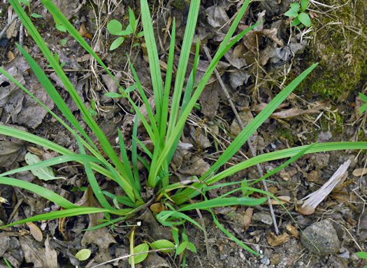 image of Sisyrinchium angustifolium, Narrowleaf Blue-eyed-grass, Stout Blue-eyed-grass