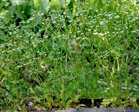 image of Valerianella radiata, Beaked Cornsalad