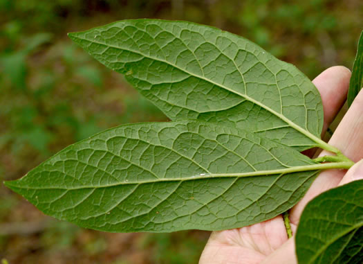 image of Pyrularia pubera, Buffalo-nut, Oil-nut