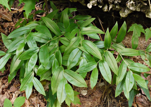 image of Uvularia puberula, Mountain Bellwort, Appalachian Bellwort, Carolina Bellwort, Coastal Bellwort