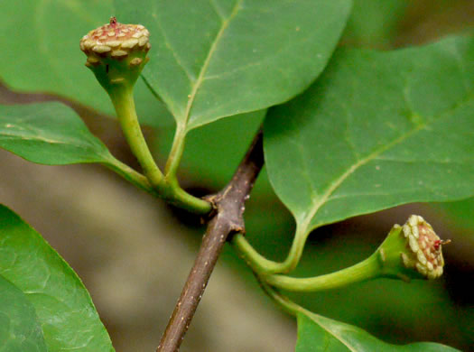 image of Calycanthus floridus, Sweetshrub, Carolina Allspice, Strawberry-shrub