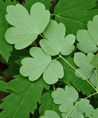 image of Thalictrum dioicum, Early Meadowrue