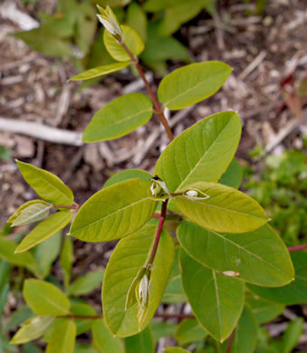 image of Apocynum cannabinum, Indian-hemp, Hemp Dogbane, Marion's Weed