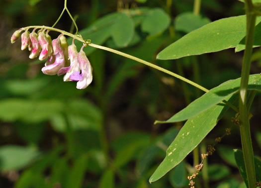 image of Lathyrus venosus, Wood Pea, Forest Pea, Bush Vetch, Veiny Pea