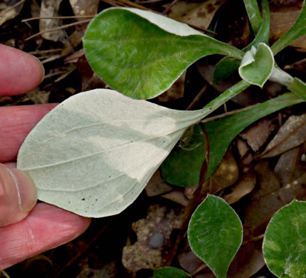 image of Antennaria plantaginifolia, Plantainleaf Pussytoes, Plantain Pussytoes