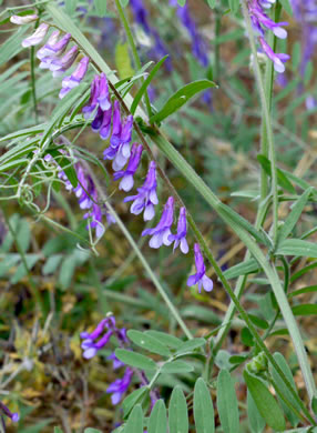 image of Vicia villosa ssp. varia, Smooth Vetch, Winter Vetch