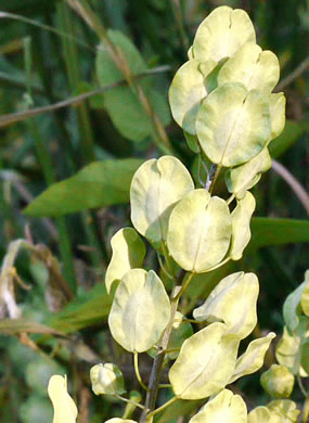 image of Thlaspi arvense, Field Pennycress, Frenchweed