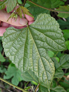 image of Ampelopsis glandulosa, Porcelain-berry, Amur Peppervine