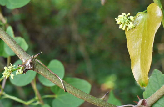 image of Smilax bona-nox var. bona-nox, Fringed Greenbrier, Catbrier, Stretchberry, Tramp's Trouble