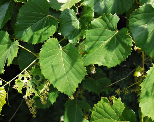 image of Vitis vulpina, Frost Grape, Winter Grape, Chicken Grape