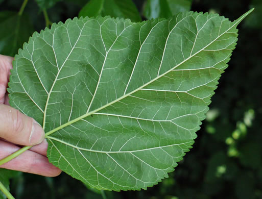 Morus alba, White Mulberry, Silkworm Mulberry, Russian Mulberry