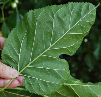 image of Morus alba, White Mulberry, Silkworm Mulberry, Russian Mulberry