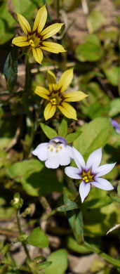 image of Sisyrinchium micranthum, Annual Blue-eyed-grass, Lawn Blue-eyed-grass, Fairy Stars