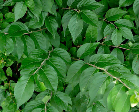 image of Lonicera maackii, Amur Bush-honeysuckle, Amur Honeysuckle