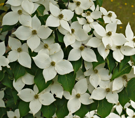 image of Benthamidia japonica, Kousa Dogwood